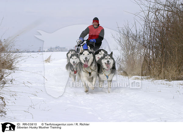 Musher beim Training / Siberian Husky Musher Training / RR-03810