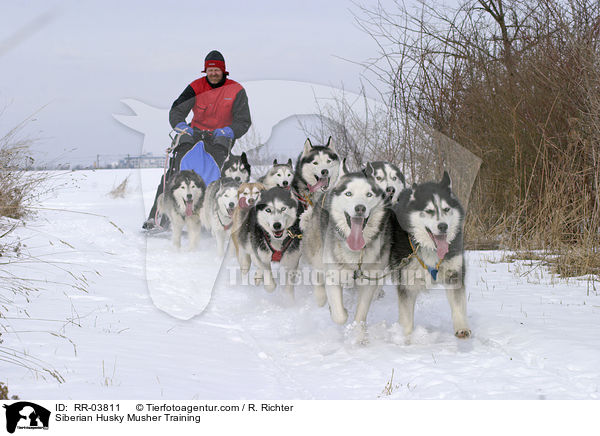 Siberian Husky Musher Training / RR-03811