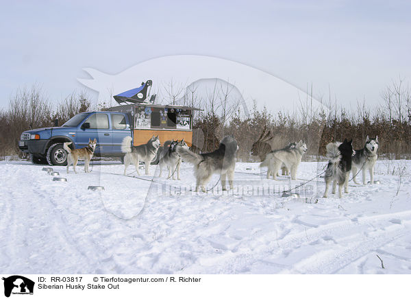 Sibirien Huskies am Stake Out / Siberian Husky Stake Out / RR-03817