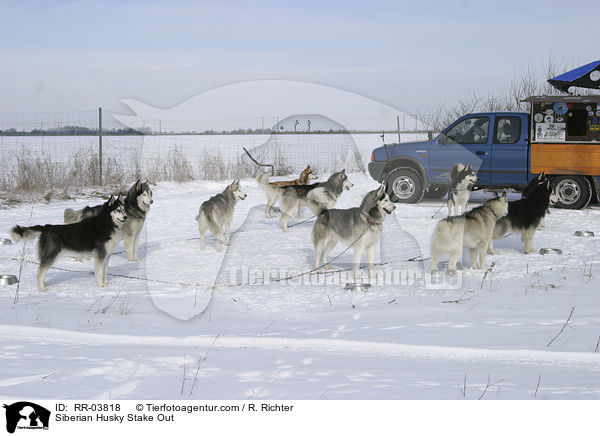 Sibirien Huskies am Stake Out / Siberian Husky Stake Out / RR-03818