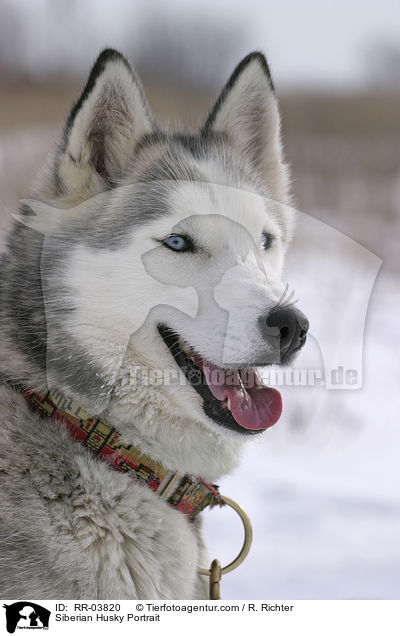 Sibirien Husky Portrait / Siberian Husky Portrait / RR-03820