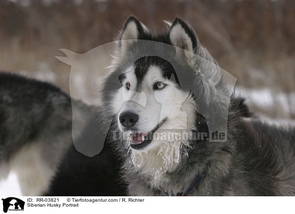 Sibirien Husky Portrait / Siberian Husky Portrait / RR-03821