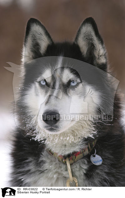 Sibirien Husky Portrait / Siberian Husky Portrait / RR-03822