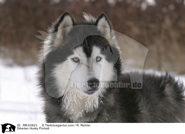Siberian Husky Portrait / RR-03823