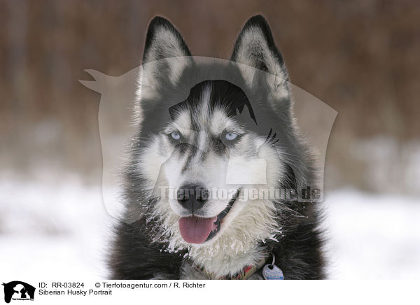 Sibirien Husky Portrait / Siberian Husky Portrait / RR-03824