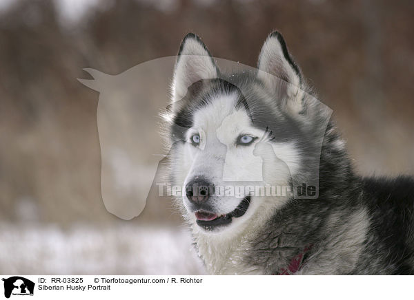Sibirien Husky Portrait / Siberian Husky Portrait / RR-03825