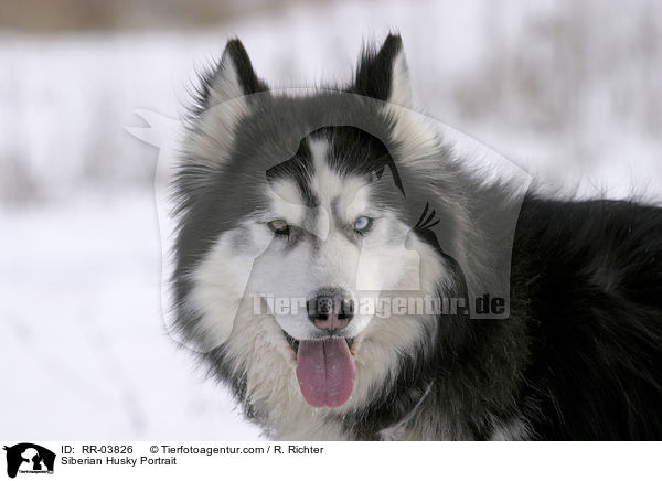 Sibirien Husky Portrait / Siberian Husky Portrait / RR-03826