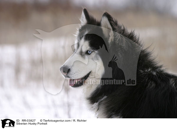 Sibirien Husky Portrait / Siberian Husky Portrait / RR-03827