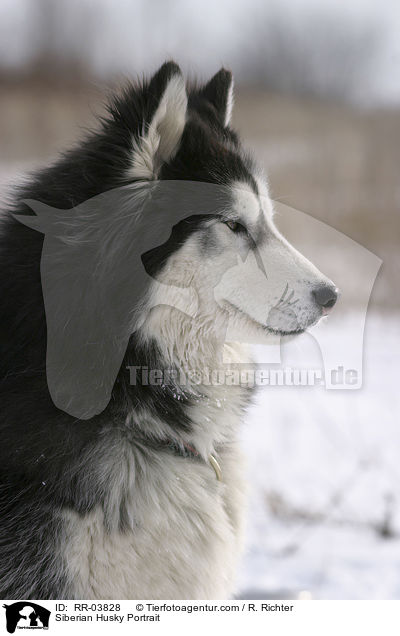 Sibirien Husky Portrait / Siberian Husky Portrait / RR-03828