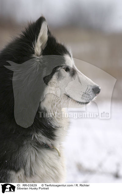 Sibirien Husky Portrait / Siberian Husky Portrait / RR-03829