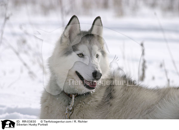 Sibirien Husky Portrait / Siberian Husky Portrait / RR-03830