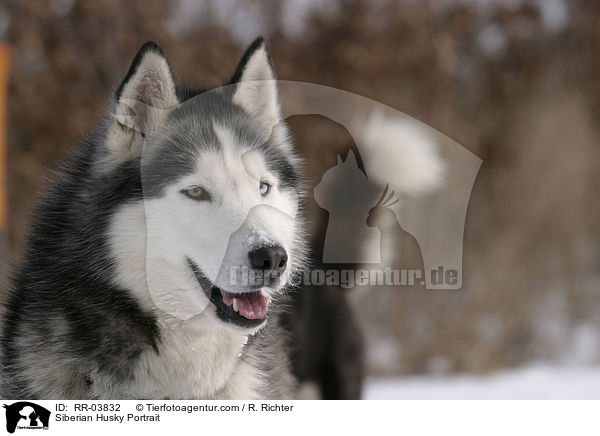 Sibirien Husky Portrait / Siberian Husky Portrait / RR-03832