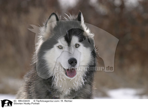 Sibirien Husky Portrait / Siberian Husky Portrait / RR-03835