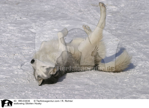 Husky wlzt sich im Schnee / wallowing Sibirien Husky / RR-03836