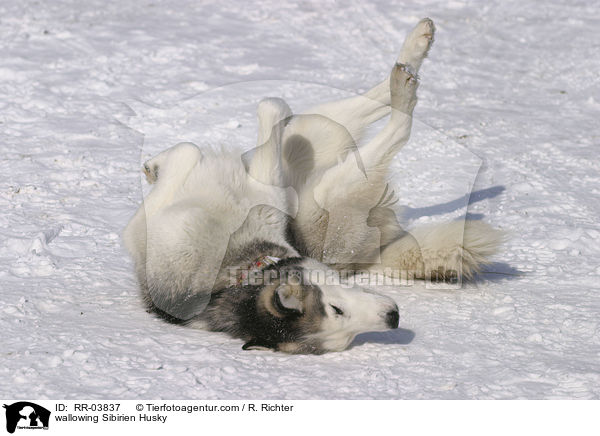 Husky wlzt sich im Schnee / wallowing Sibirien Husky / RR-03837