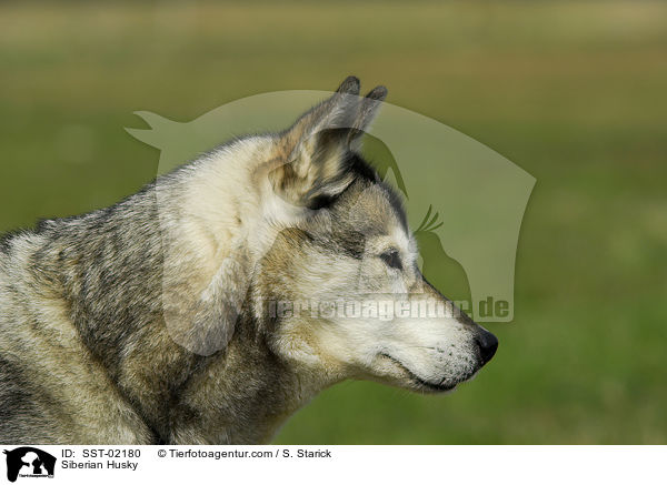 Siberian Husky / SST-02180