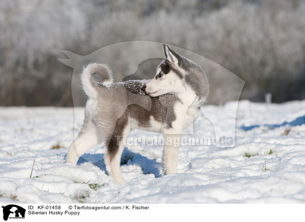 Siberian Husky Welpe / Siberian Husky Puppy / KF-01458
