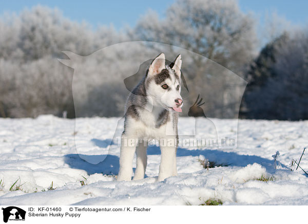 Siberian Husky Puppy / KF-01460