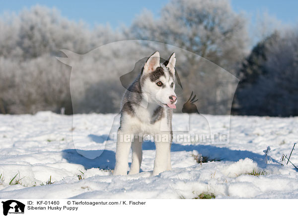 Siberian Husky Welpe / Siberian Husky Puppy / KF-01460
