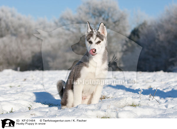 Siberian Husky Welpe im Schnee / Husky Puppy in snow / KF-01464