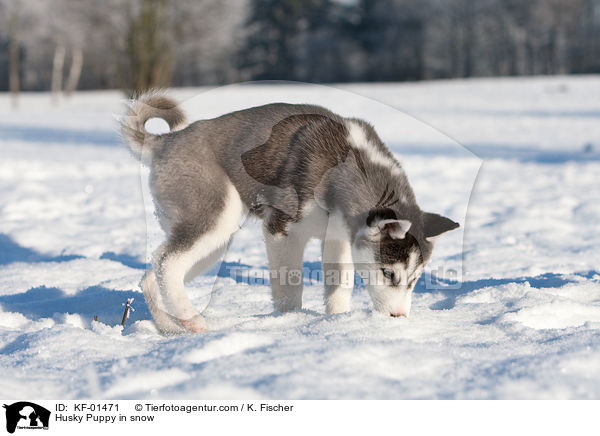 Siberian Husky Welpe im Schnee / Husky Puppy in snow / KF-01471