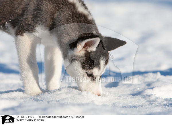 Siberian Husky Welpe im Schnee / Husky Puppy in snow / KF-01472