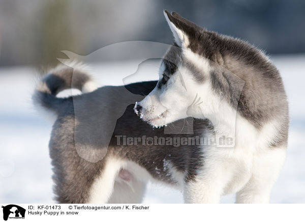 Siberian Husky Welpe im Schnee / Husky Puppy in snow / KF-01473
