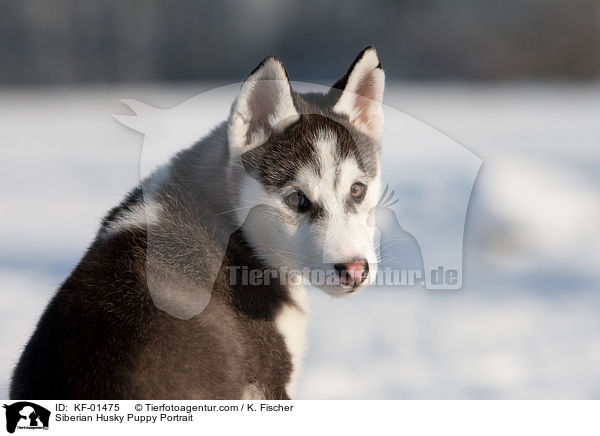 Siberian Husky Welpe Portrait / Siberian Husky Puppy Portrait / KF-01475