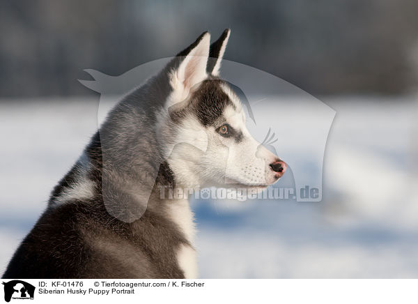 Siberian Husky Welpe Portrait / Siberian Husky Puppy Portrait / KF-01476