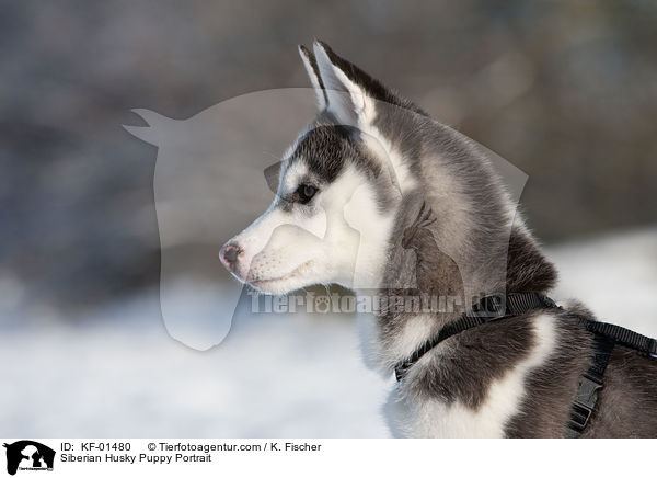 Siberian Husky Welpe Portrait / Siberian Husky Puppy Portrait / KF-01480