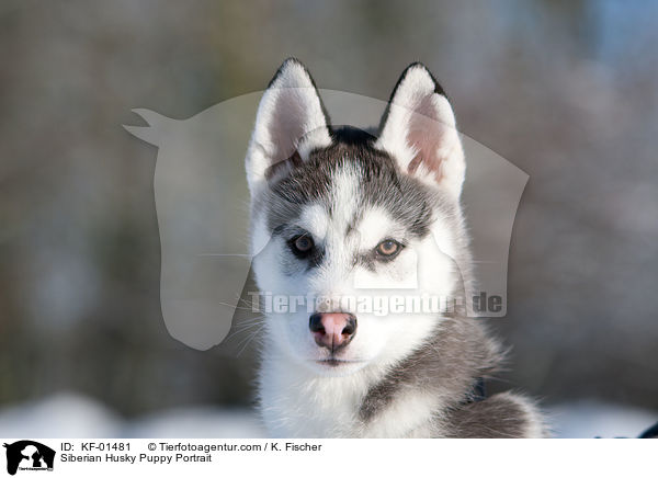 Siberian Husky Puppy Portrait / KF-01481