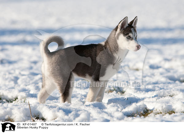 Siberian Husky Welpe / Siberian Husky Puppy / KF-01487