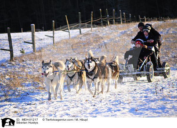 Siberian Husky ziehen Dogcart / Siberian Huskys / MEH-01217