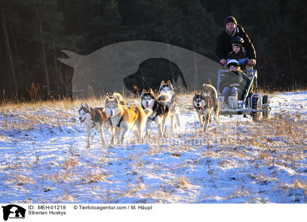 Siberian Husky ziehen Dogcart / Siberian Huskys / MEH-01218