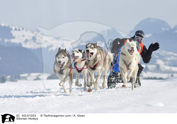 Siberian Huskys / AG-01053