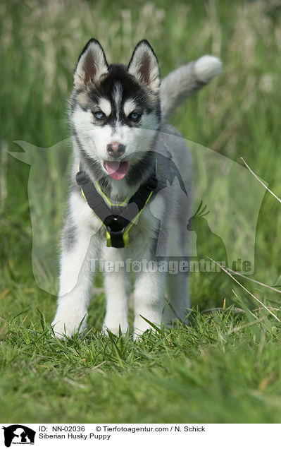 Sibirien Husky Welpe / Siberian Husky Puppy / NN-02036