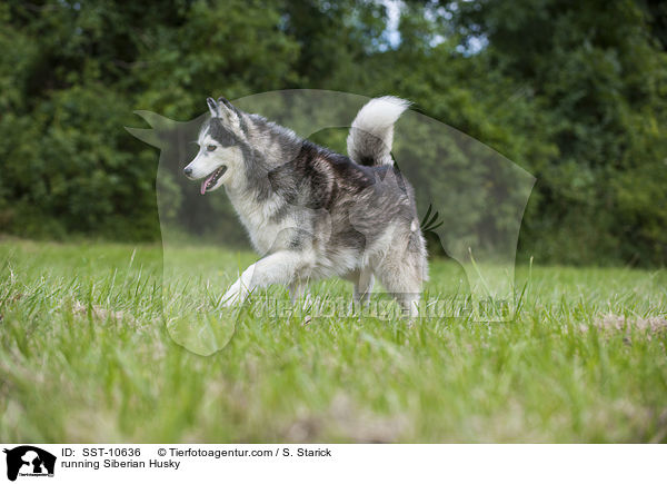 rennender Sibirien Husky / running Siberian Husky / SST-10636