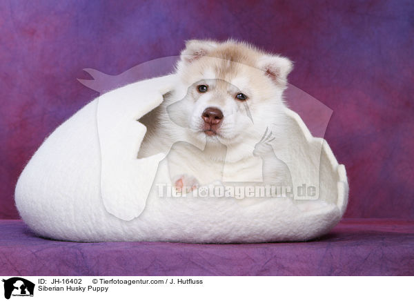 Sibirien Husky Welpe / Siberian Husky Puppy / JH-16402