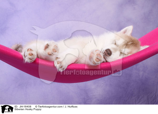 Sibirien Husky Welpe / Siberian Husky Puppy / JH-16408