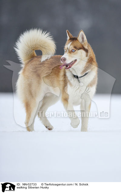 walking Siberian Husky / NN-02733