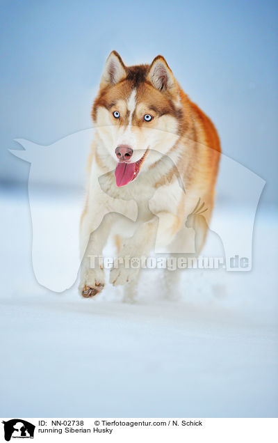 rennender Sibirien Husky / running Siberian Husky / NN-02738