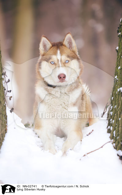 lying Siberian Husky / NN-02741