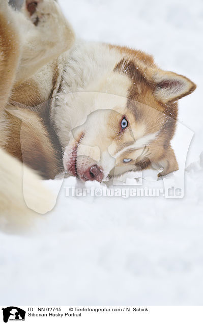 Sibirien Husky Portrait / Siberian Husky Portrait / NN-02745