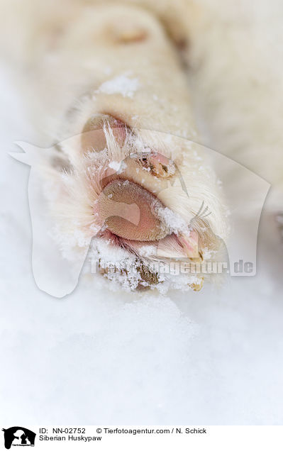 Sibirien Husky Pfote / Siberian Huskypaw / NN-02752