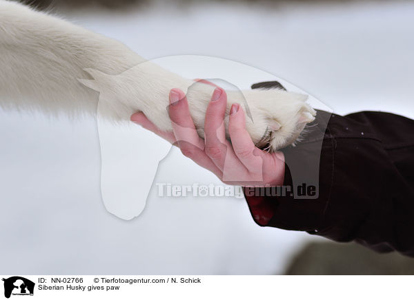Sibirien Husky gibt Pftchen / Siberian Husky gives paw / NN-02766