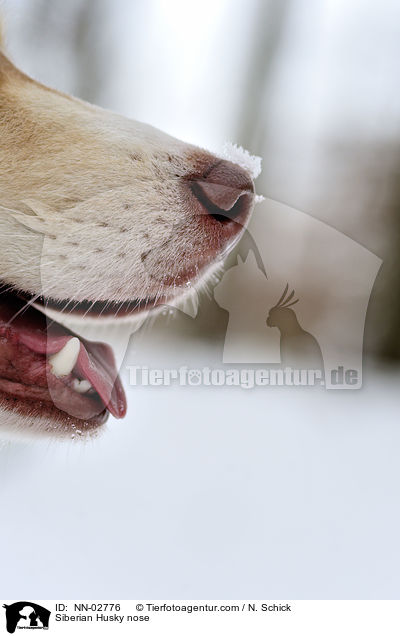 Sibirien Husky Nase / Siberian Husky nose / NN-02776