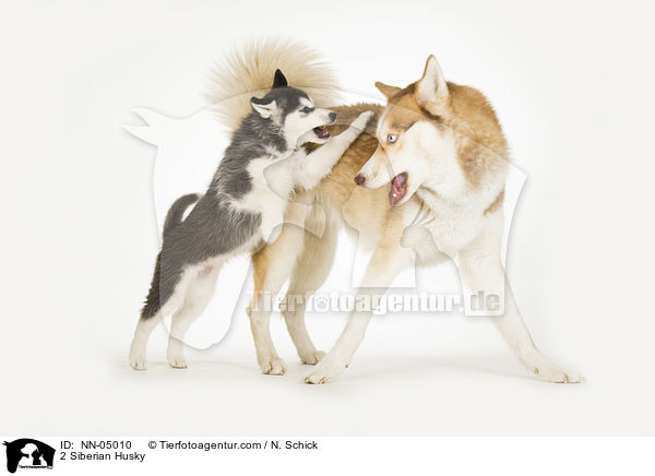 2 Sibirien Husky / 2 Siberian Husky / NN-05010
