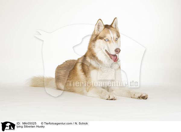 liegender Sibirien Husky / lying Siberian Husky / NN-05025