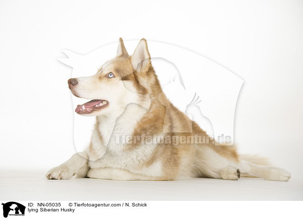 liegender Sibirien Husky / lying Siberian Husky / NN-05035