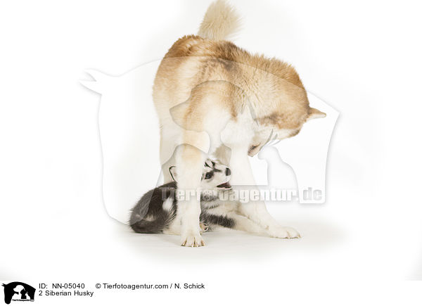 2 Sibirien Husky / 2 Siberian Husky / NN-05040